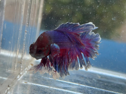 Blue Sunset King Rosetail Male