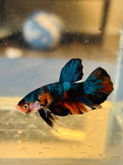 Koi Multicolor Galaxy Male