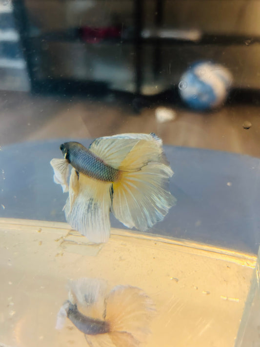 Halfmoon Yellow Pineapple Dumbo Male