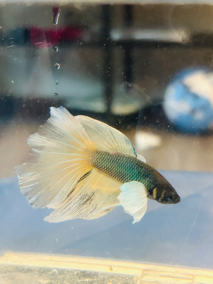 Halfmoon Yellow Pineapple Dumbo Male