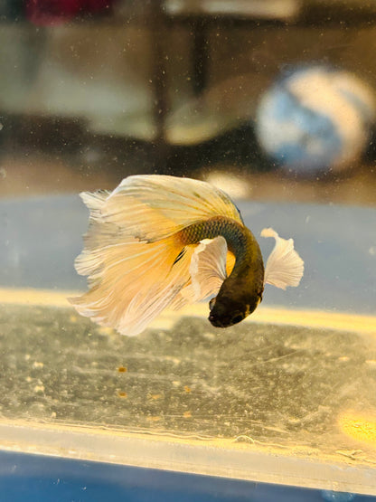 Halfmoon Yellow Pineapple Dumbo Male