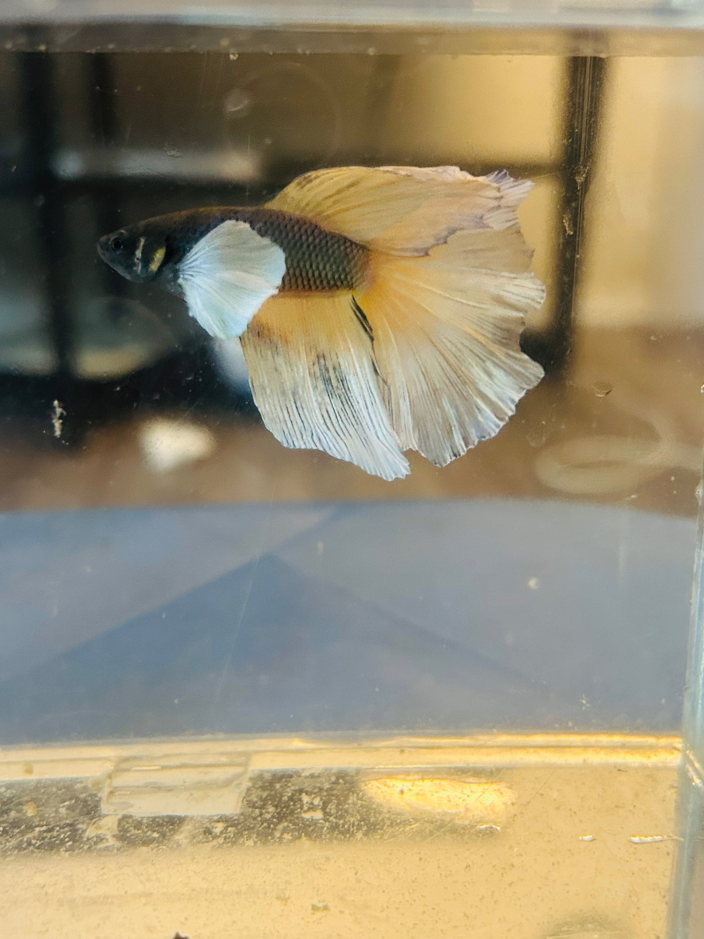 Halfmoon Yellow Pineapple Dumbo Male