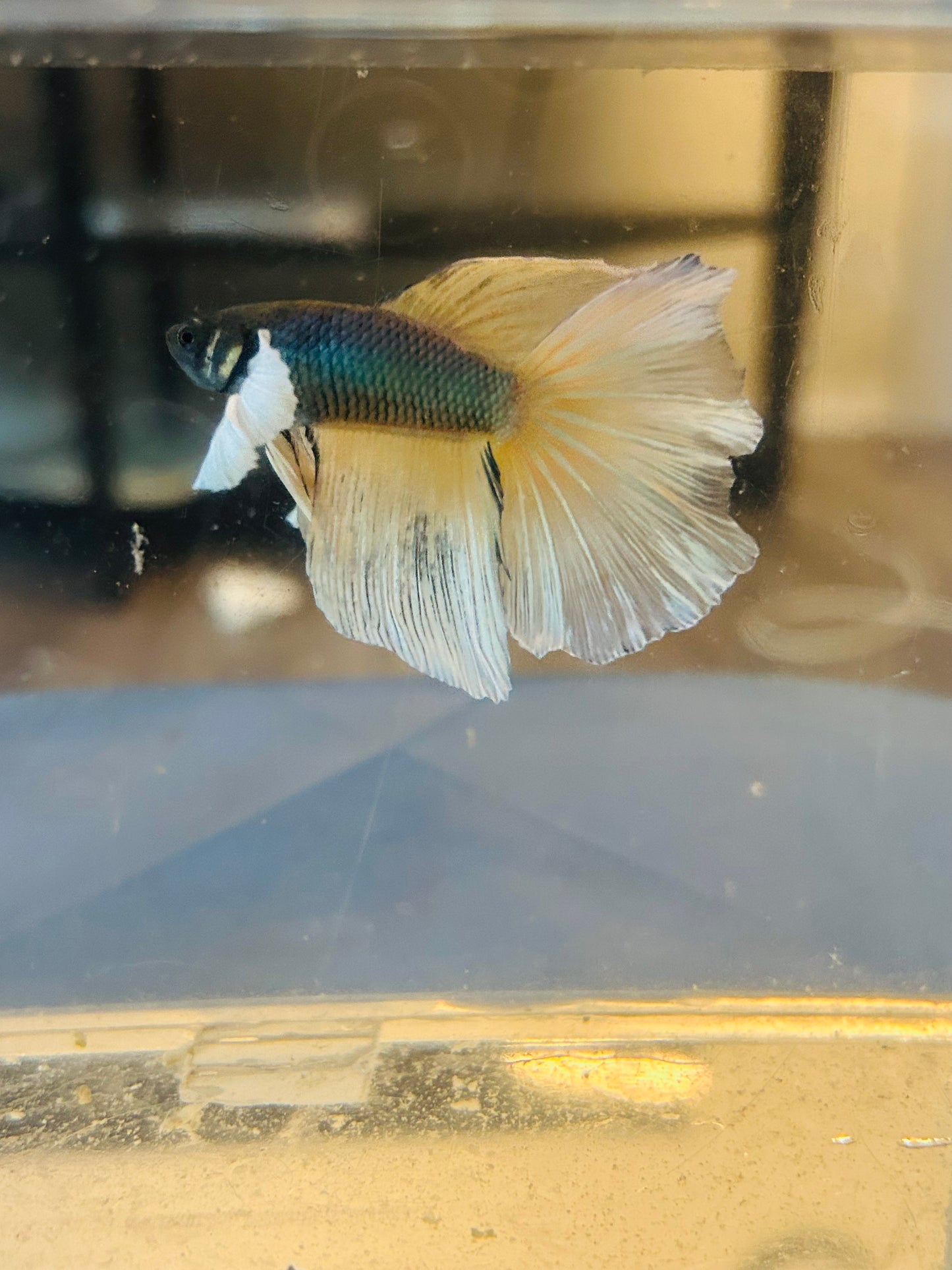 Halfmoon Yellow Pineapple Dumbo Male