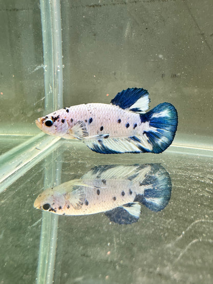 Blue Marble Dot - Male