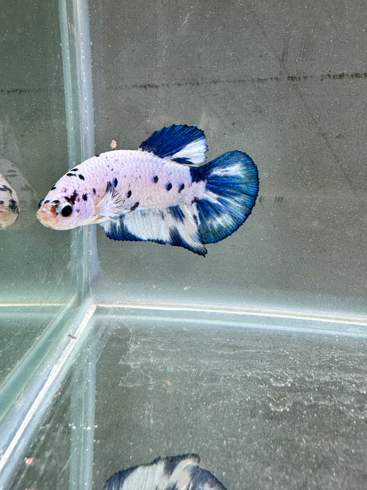 Blue Marble Dot - Male