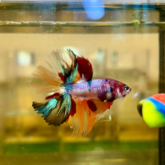 Koi Nemo Crowntail - Male Betta