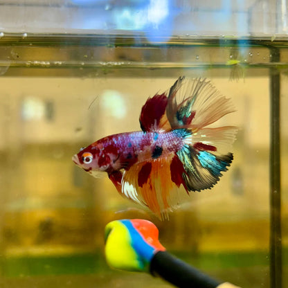 Koi Nemo Crowntail - Male Betta