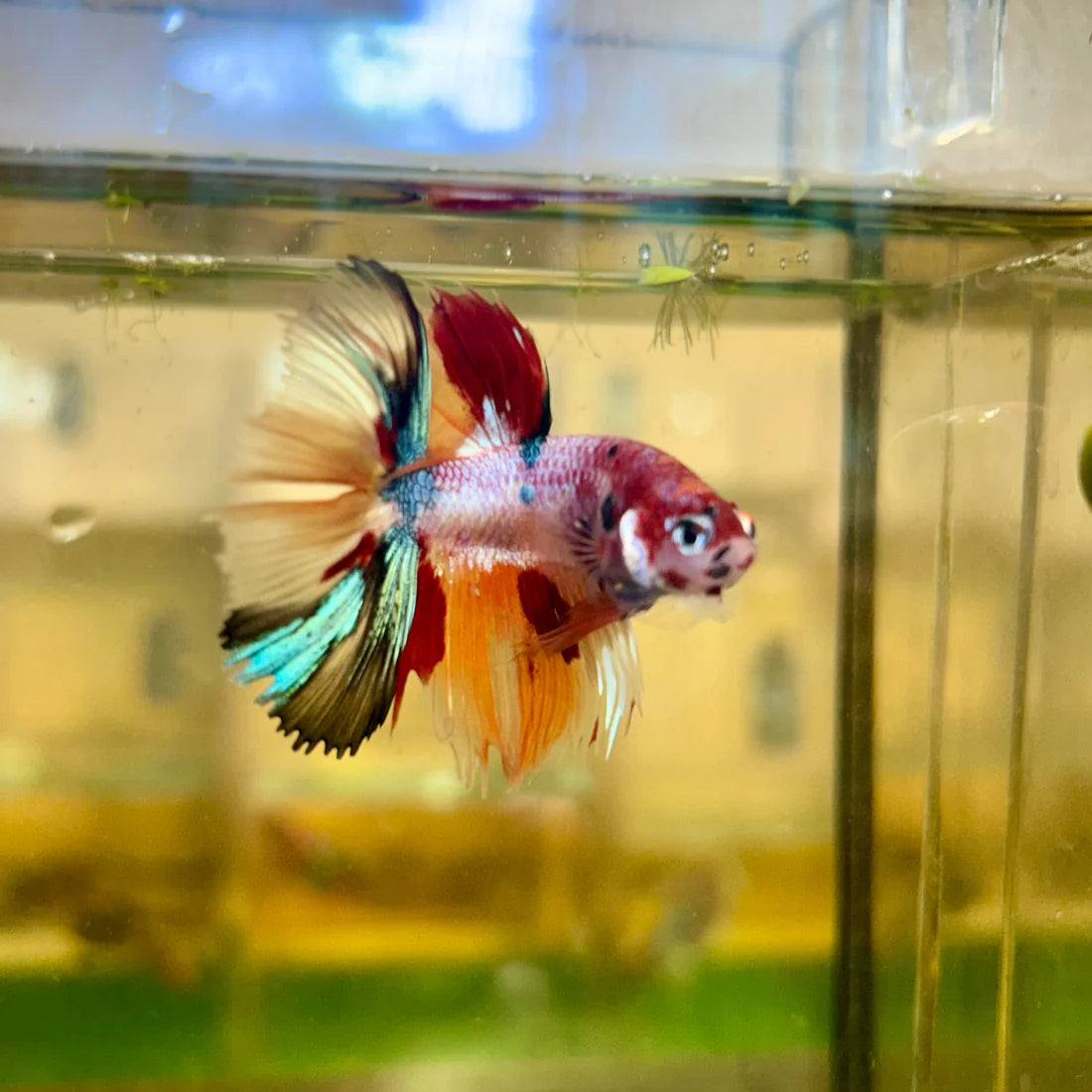 Koi Nemo Crowntail - Male Betta