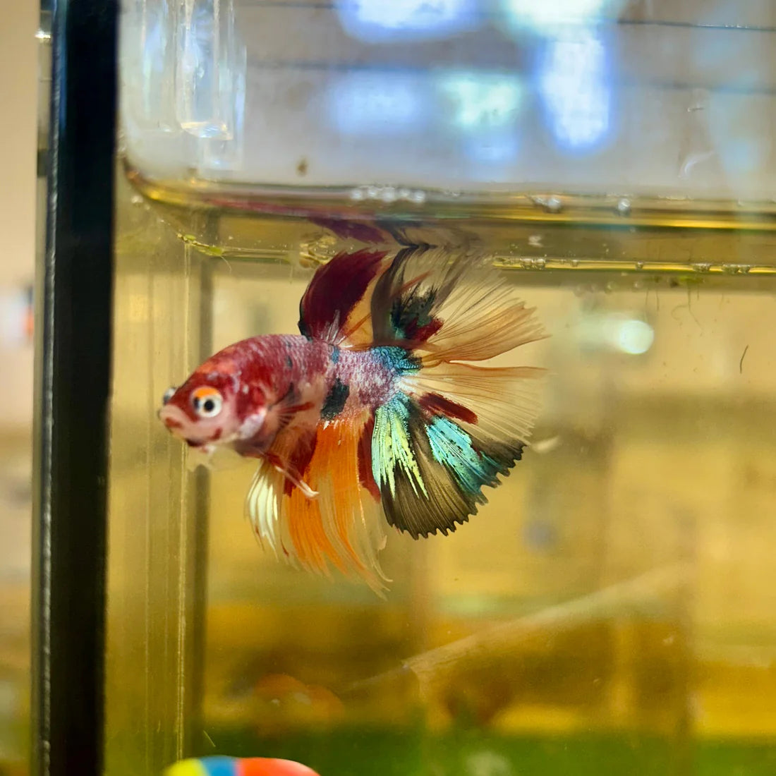 Koi Nemo Crowntail - Male Betta