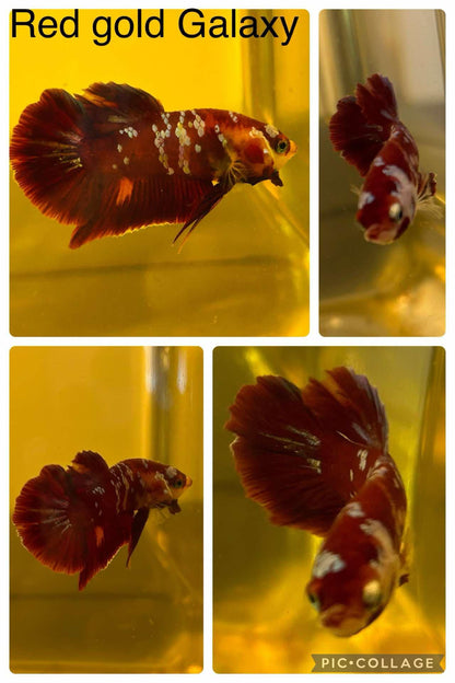 Red Gold Galaxy - Male