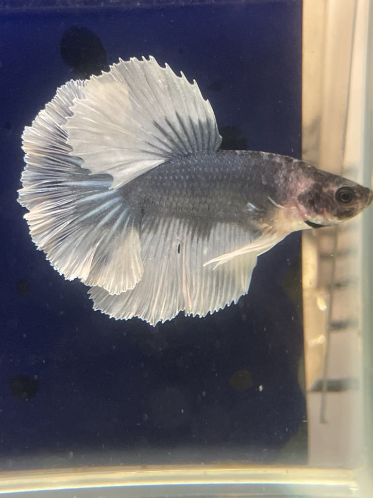 White Grey Halfmoon Feather Tail