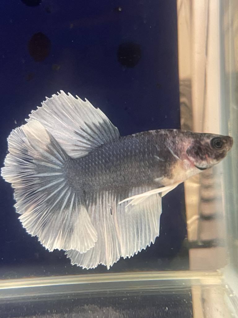 White Grey Halfmoon Feather Tail