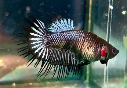 Betta females