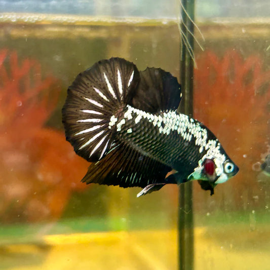 Betta Live Fish Black Samurai Plakat