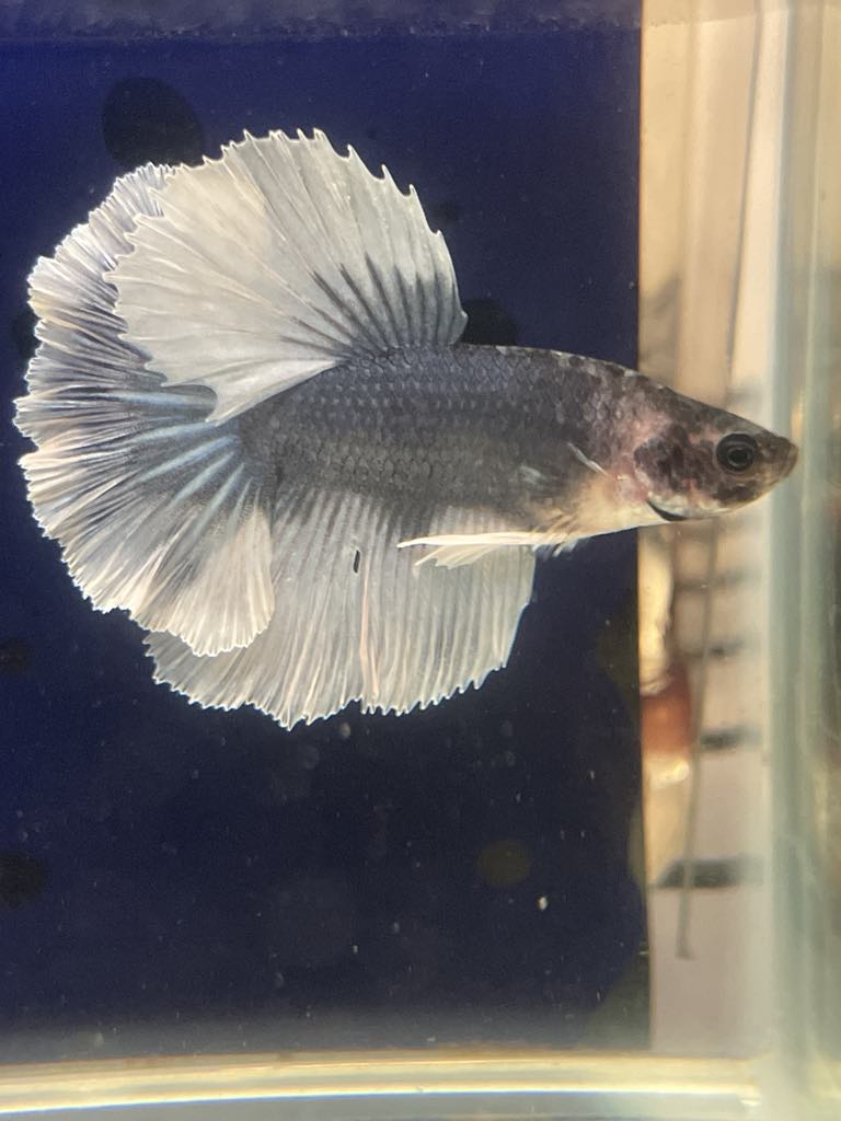 White Grey Halfmoon Feather Tail