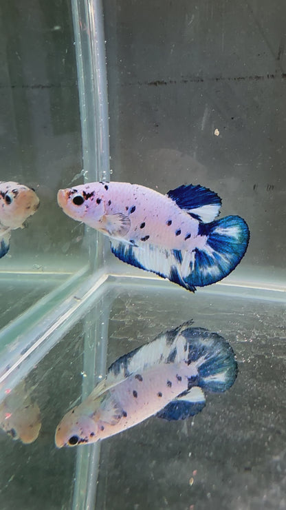Blue Marble Dot - Male