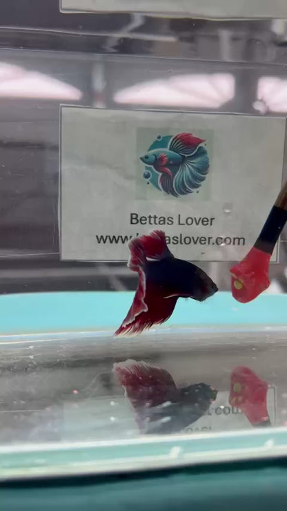 Red AOC Halfmoon