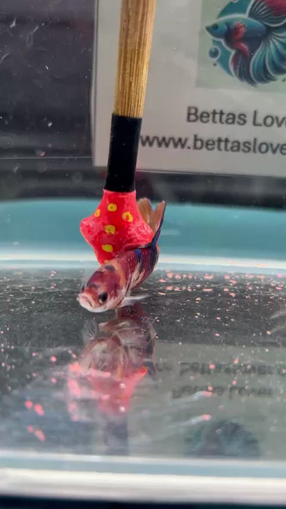 Koi Metallic Multicolor-yellow tail