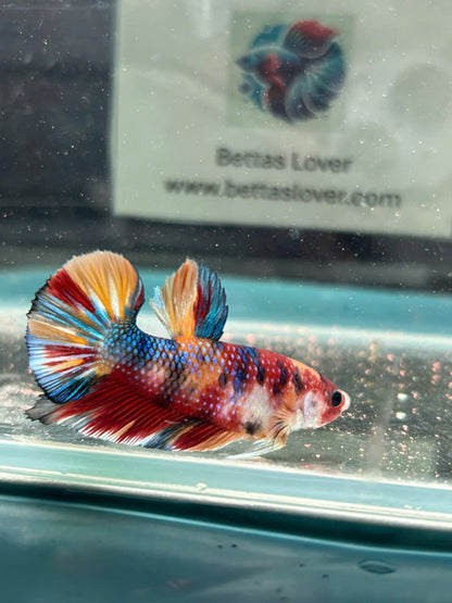 Koi Metallic Multicolor-yellow tail