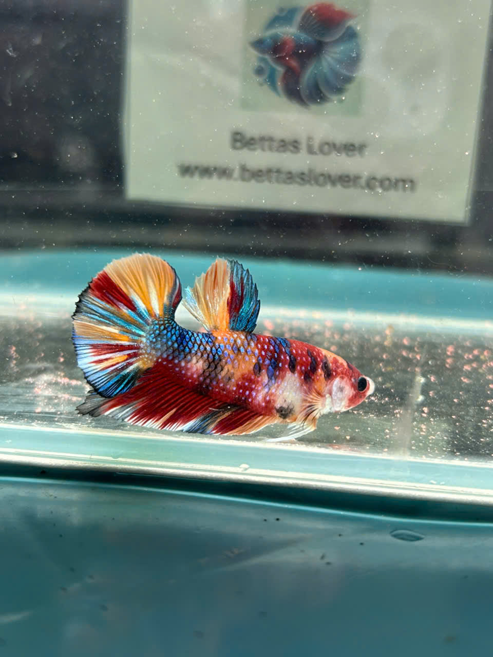 Koi Metallic Multicolor-yellow tail