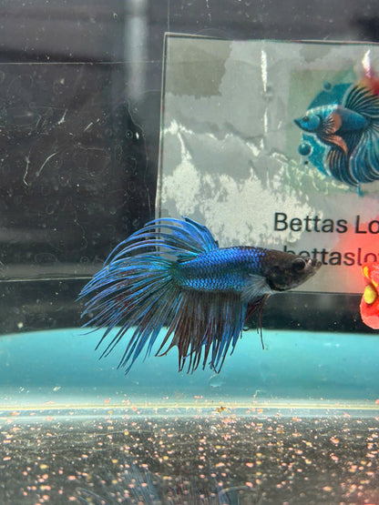 Blue Orchid AOC Halfmoon